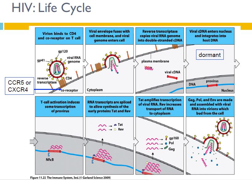 hiv-life-cycle-7-5