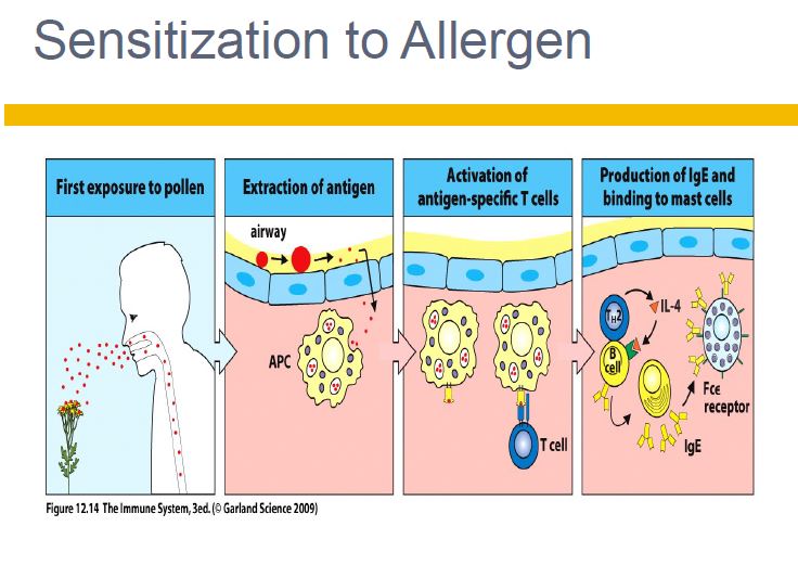 sensitization-to-allergens